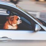 An English Bulldog looks out of a car window while riding through the city streets.