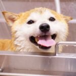 Close-up of a joyful Shiba Inu dog taking a bath with its tongue out. Perfect pet care moment.